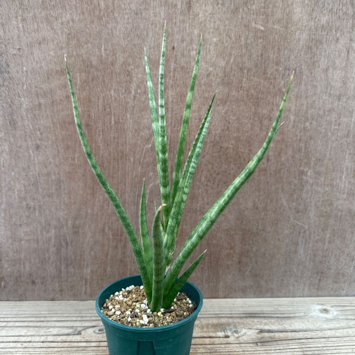 サンセベリア ブンルートーチ ハイブリット① Sansevieria bunlue