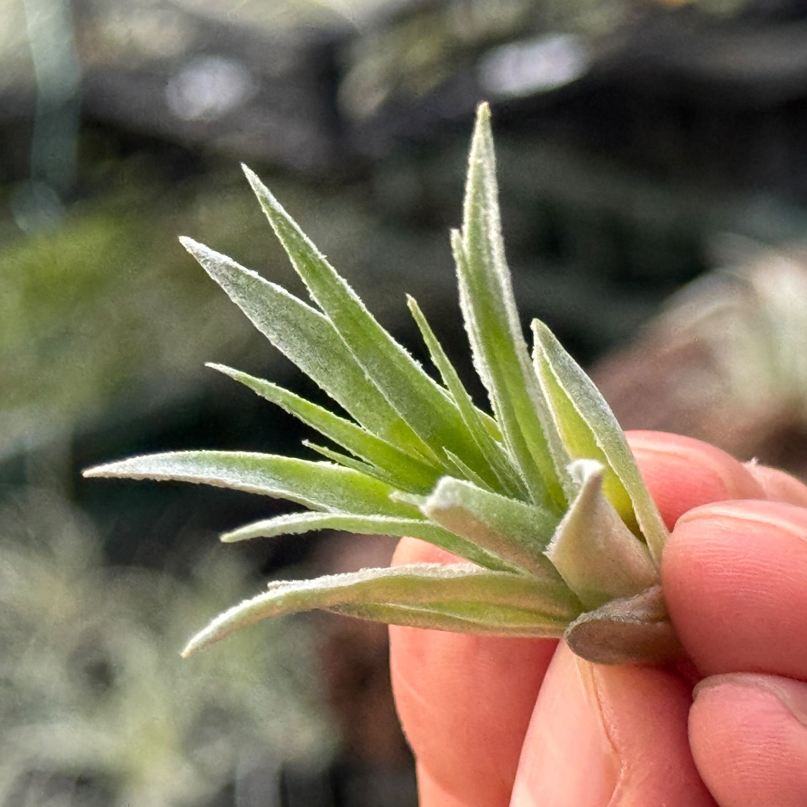 チランジア ロゼイフローラ Tillandsia roseiflora＊エアプランツ