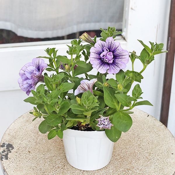 新作 VIOLET デッキ バイオレット8インチ purple 新作 VIOLET デッキ バイオレット8インチ purple - メルカリ