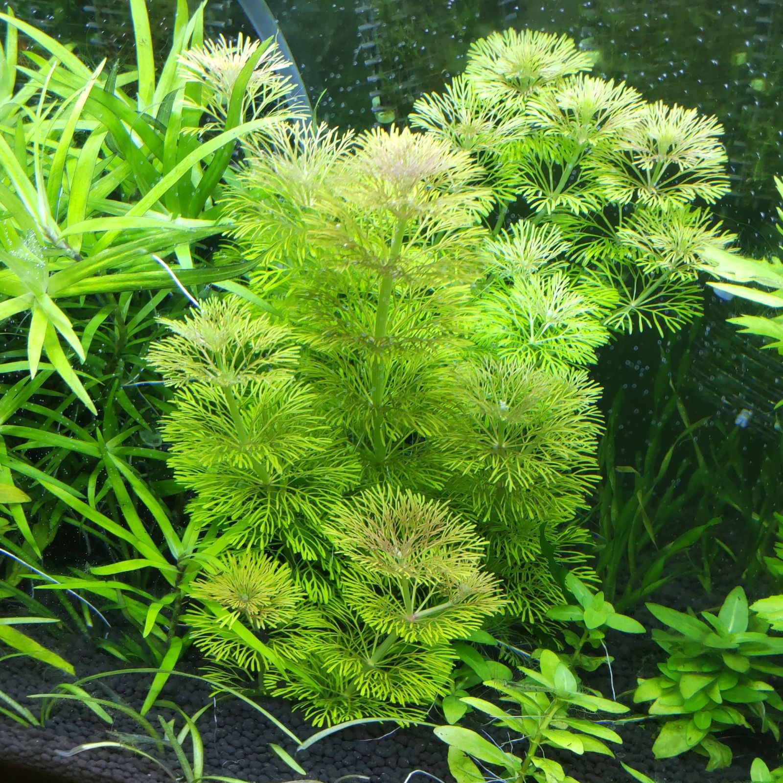 水草 無農薬 アンブリア アクアリウム - 発送日：水草1/22、コスメ即日～翌日 - メルカリ
