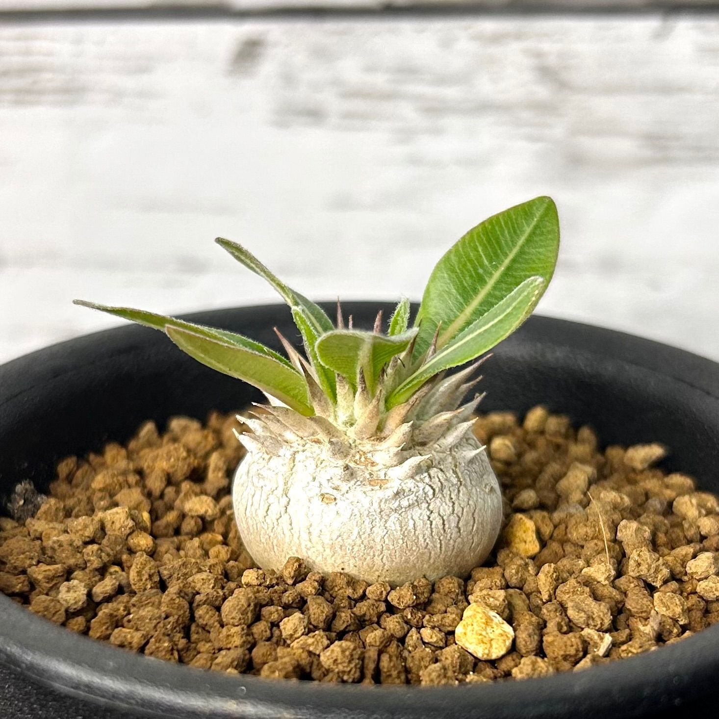恵比寿大黒 パキポディウム デンシカウレ 塊根植物 コーデックス