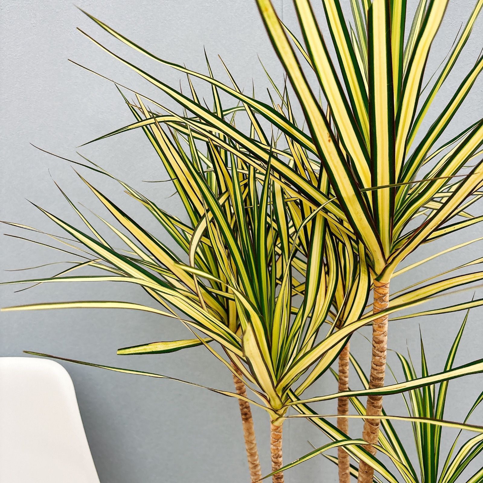 在庫］【希少】ドラセナ コンシンネ マジナータゴールド 8号 観葉植物