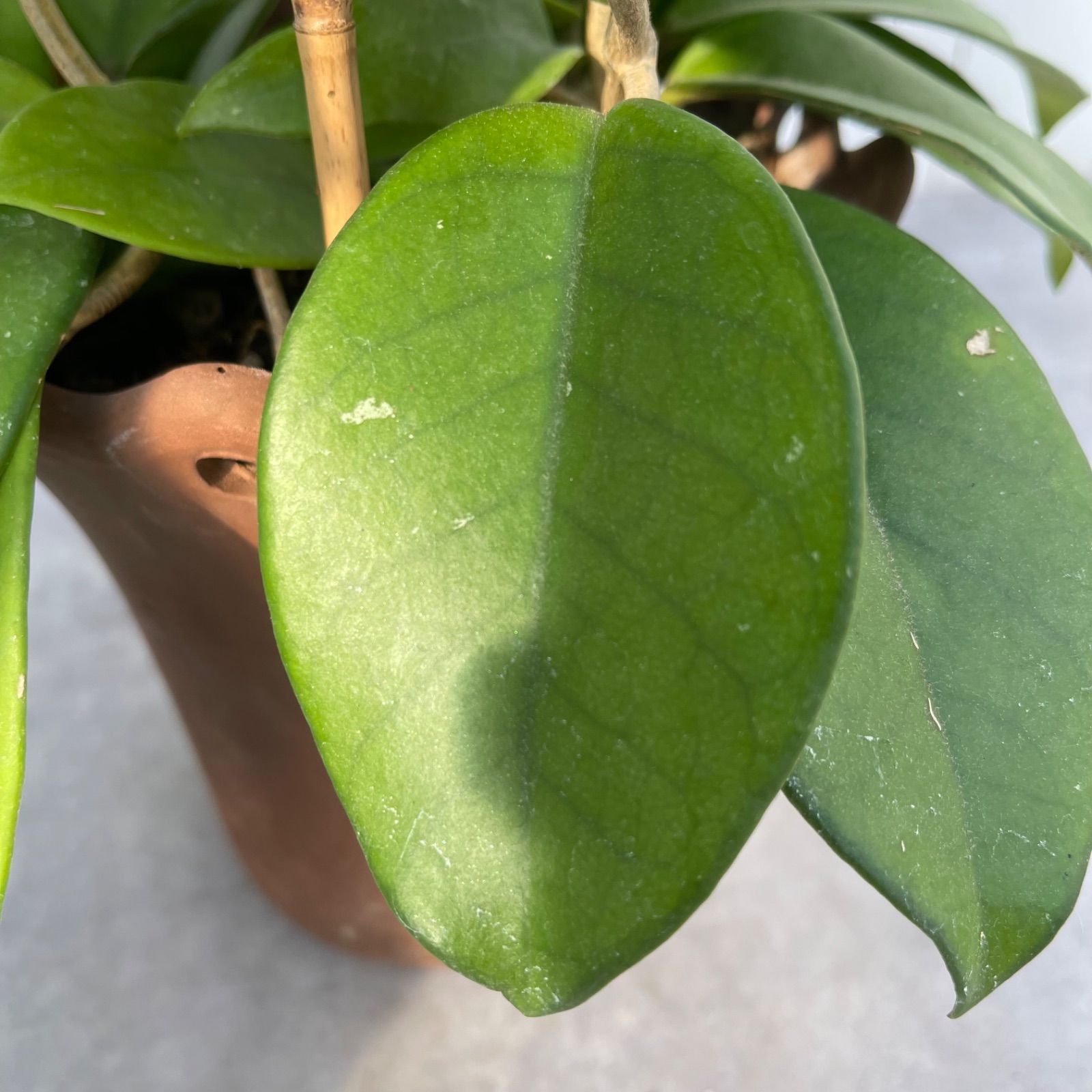 観葉植物