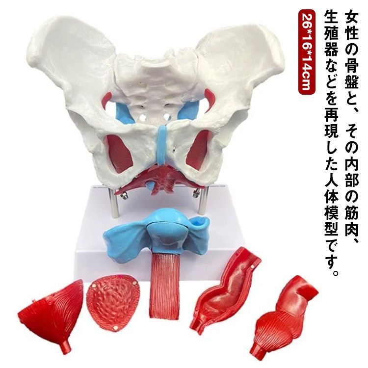 女性の骨盤 人体模型 骨盤模型 骨盤 模型 女性 子宮膣 卵巣 膀胱 直腸 模型 間接模型 骨格模型 骨格標本 骨模型 骸骨模型 人骨模型 骨格 人体 モデル 骸骨 教材 実験 接骨院 整骨院 生物 fjWX660