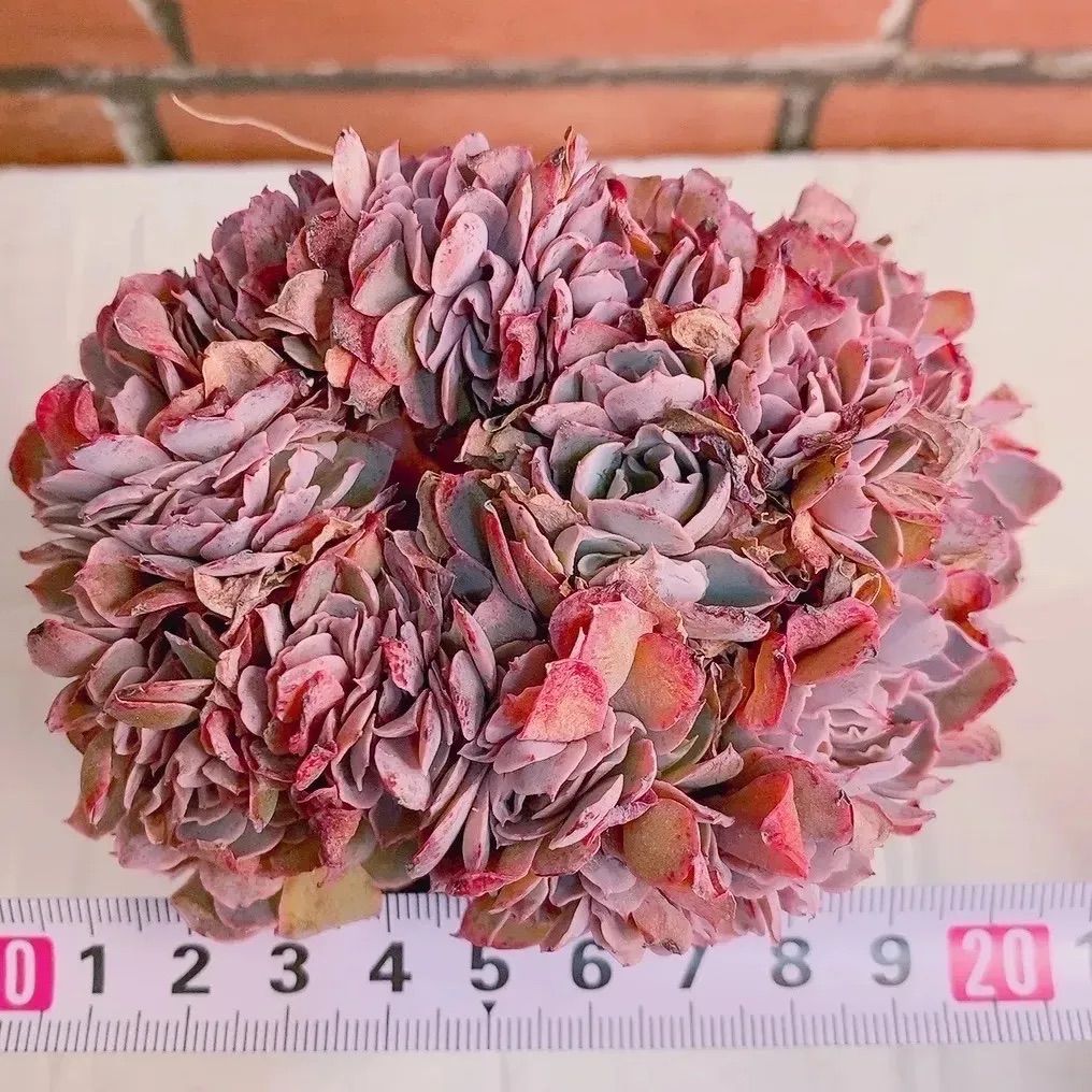 フィレンツェ多肉植物 韓国苗 綴化 大❣ レア k - メルカリ