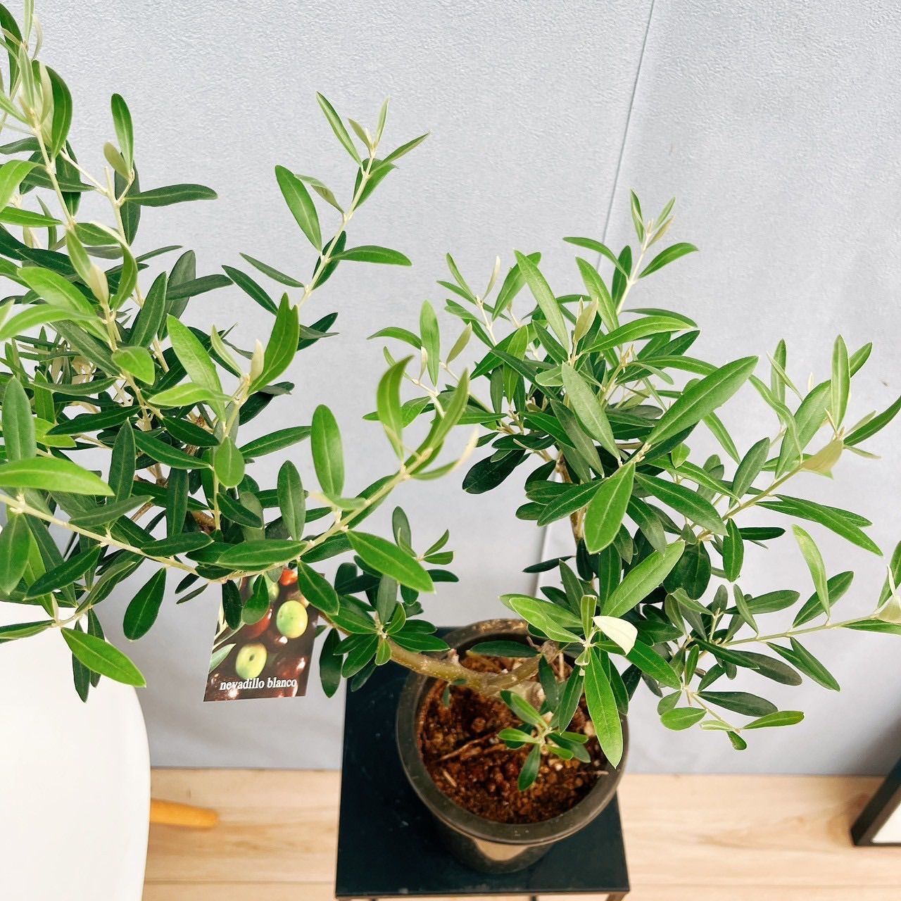 現品］14番 創樹 オリーブ ネバディロブランコ 5号 観葉植物