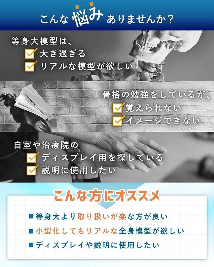 リアルで再現性の高い1|2サイズの全身骨格模型