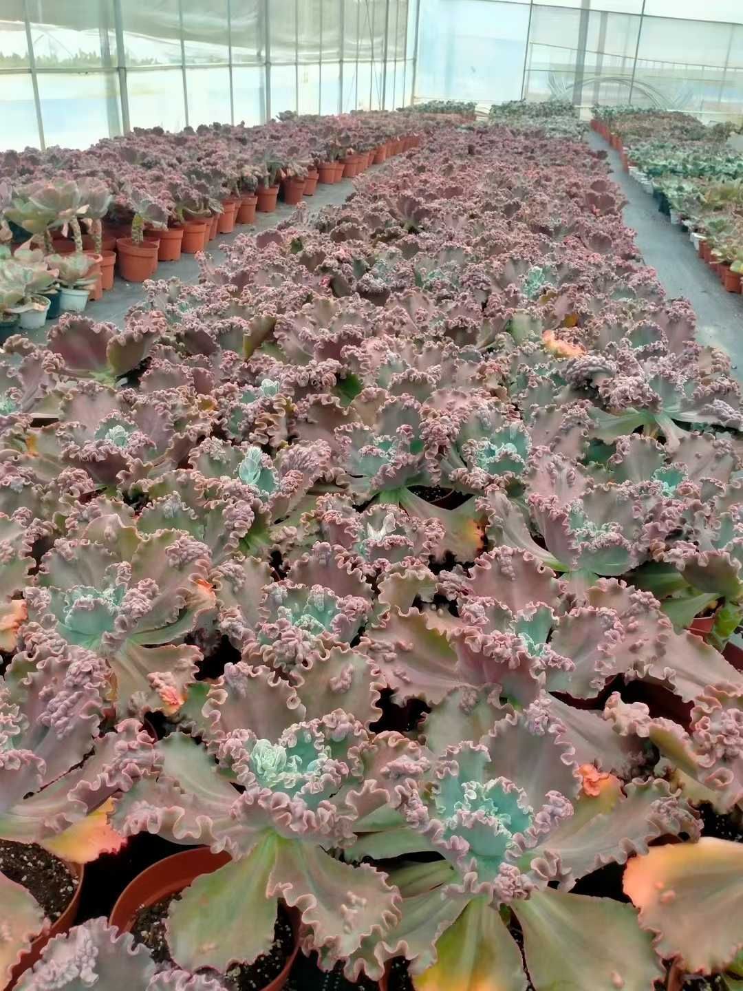 新発売 8株セット エケベリア・バロンボールド 抜き苗 多肉植物 佐川