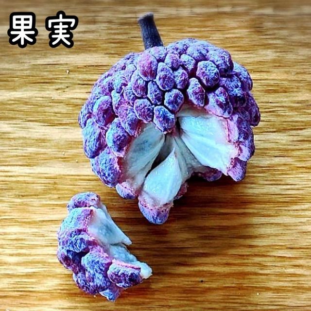 希少果樹 レッドアテス(赤釈迦頭)バンレイシ RedAtes 実生苗 希少果樹 レッドアテス(赤釈迦頭)バンレイシ RedAtes 実生苗 希少種