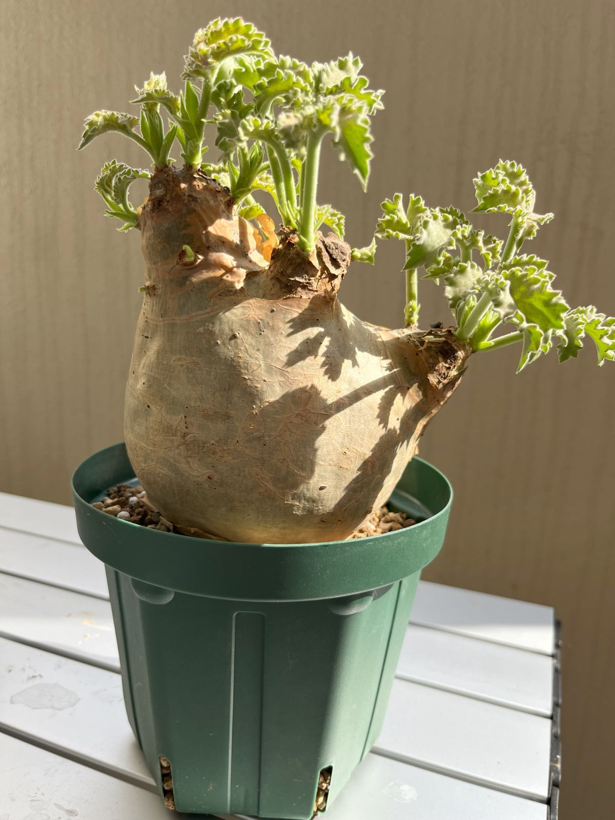 専用》キフォステンマ ウターマクロプス①丸形美株 - メルカリ 