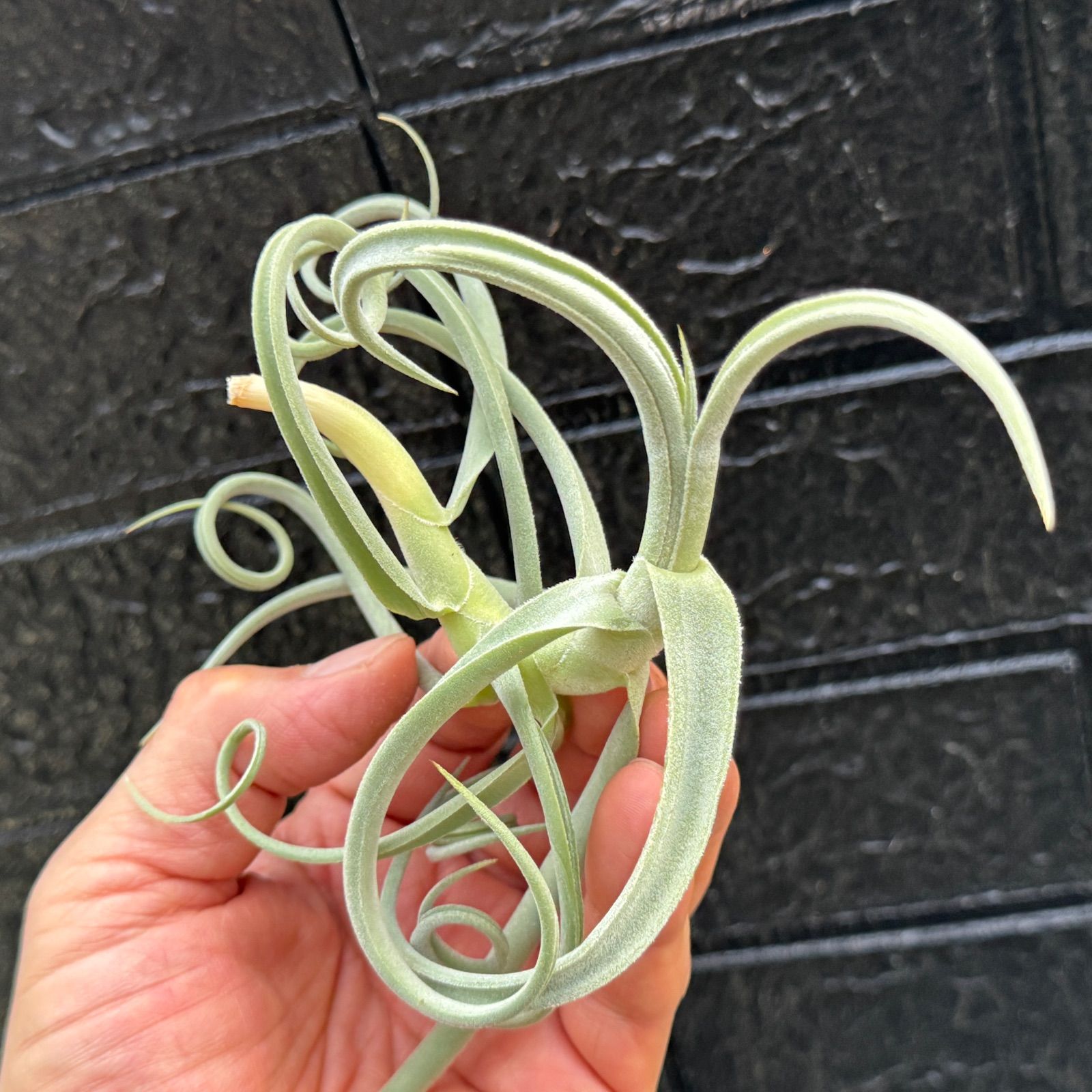 肉厚＊ くりんくりん＊ うねりくねり＊ チランジア ドゥラティ