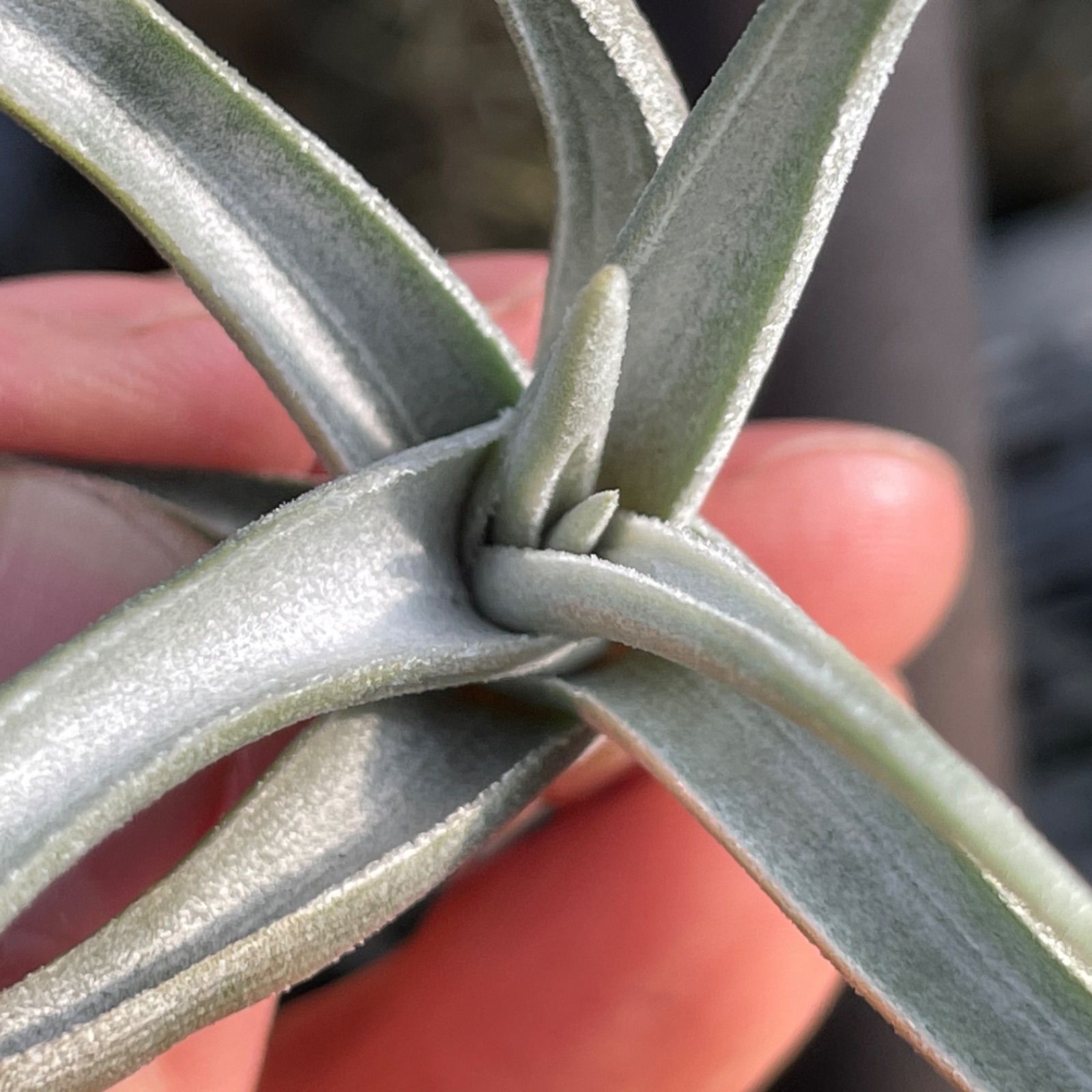 HR*チランジア クシフィオイデス ルテア Tillandsia xiphioides HR*チランジア クシフィオイデス ルテア Tillandsia xiphioides