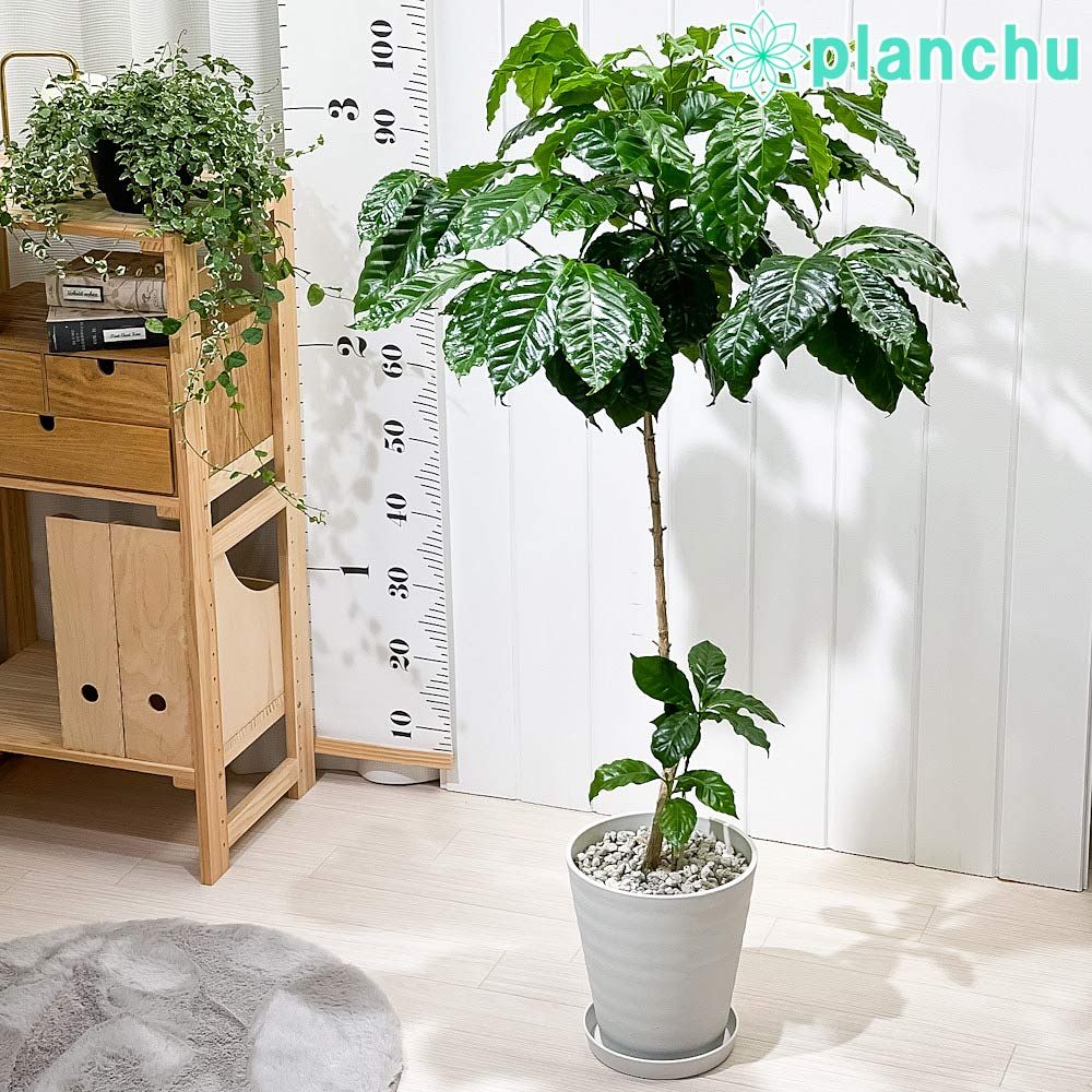 室内栽培水耕栽培ココ土耕 Overdrive 1L 室内栽培水耕栽培ココ土耕 Overdrive 1L Amazon.co.jp: すいこう