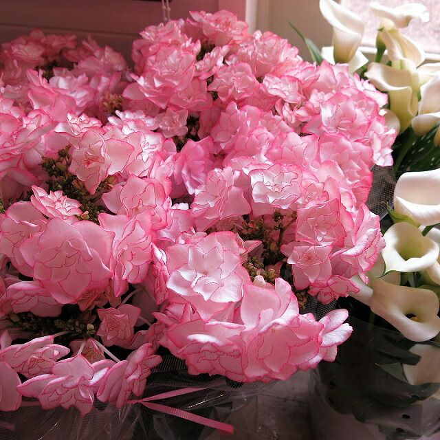 母の日 花 プレゼント 鉢植え あじさい ピンク系あじさい 品種はプロにおまかせ♪◆今年1番オススメのかわいいピンクあじさい　母の日期間限定ギフト