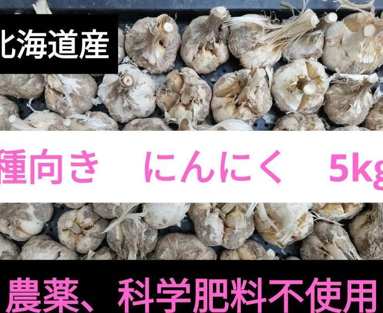 乾燥ニンニク 5kg 【農薬・化学肥料不使用】北海道産 種向き 福地