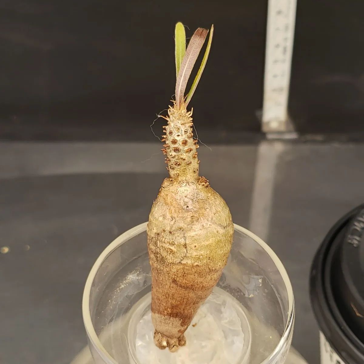 G027【最新到着】Pachypodium グラキリス（SS・チビグラキ）（現地球・抜き苗）【塊根植物】 - メルカリ