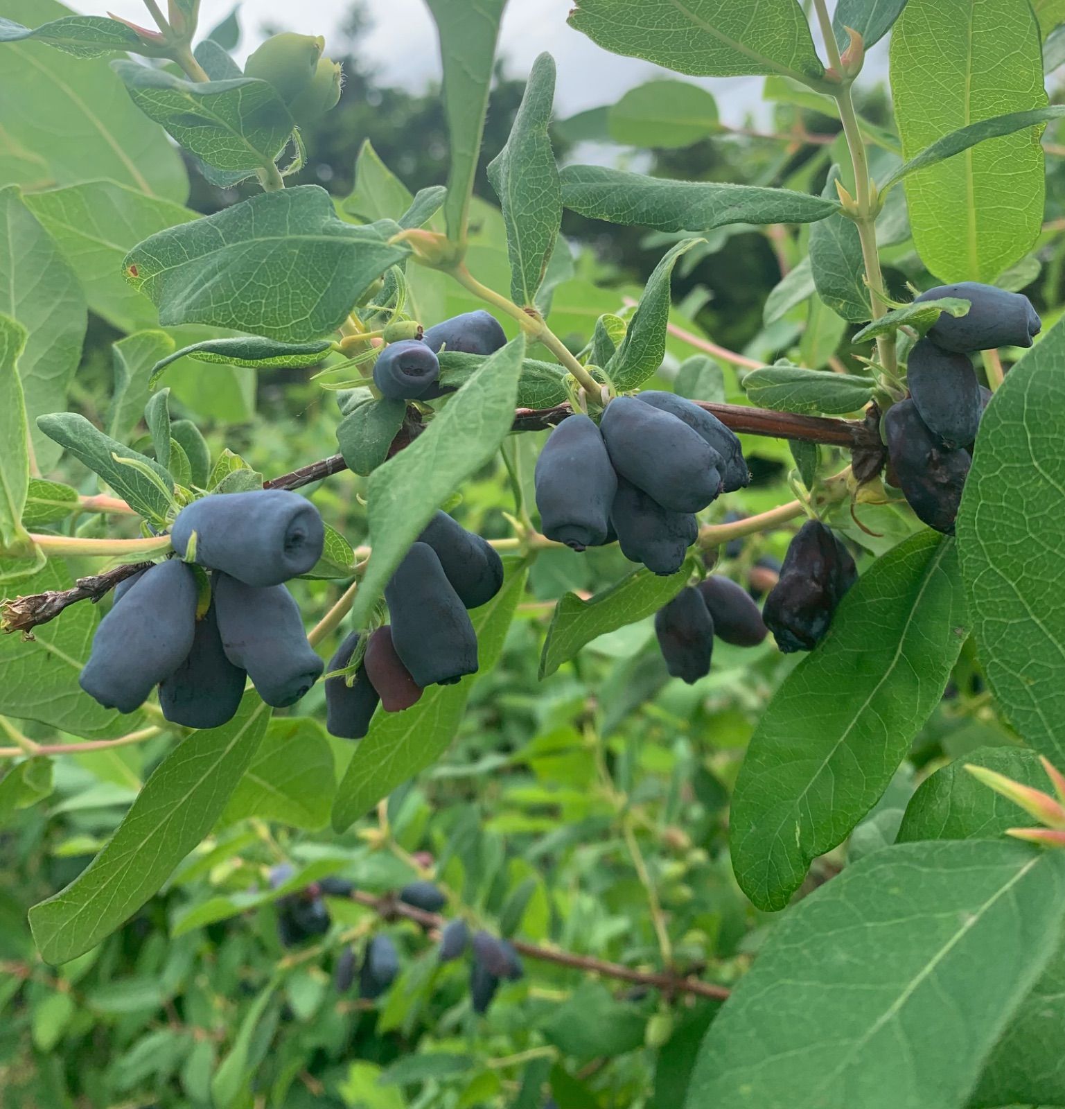 ハスカップ　２キロ 楽天市場】冷凍 ハスカップ 2kg(250g×8) 【採れたて良品質・数量限定