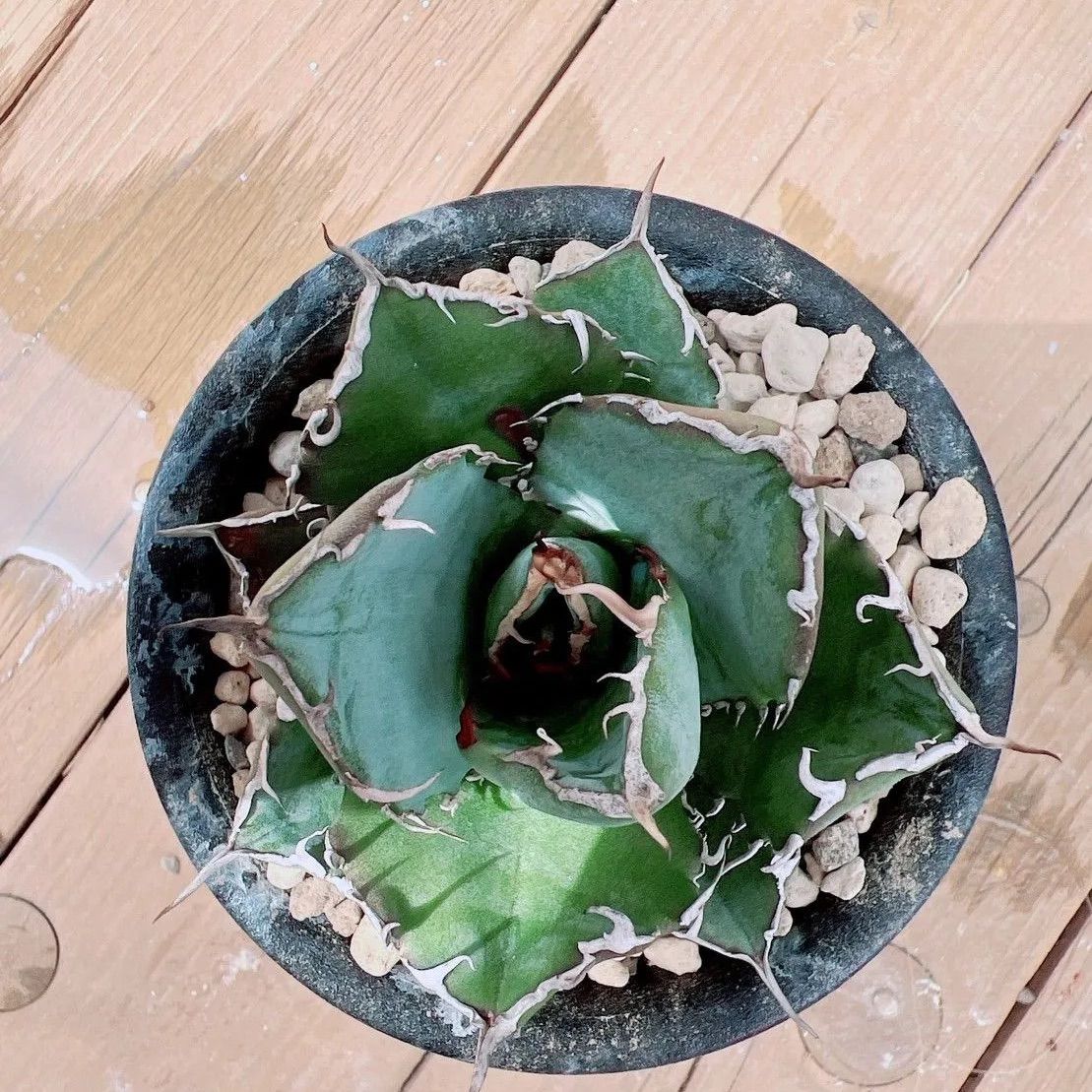 アガベ チタノタ 白鯨錦 ヨーロッパ系 斑入り 陽炎 貴重株 発根済