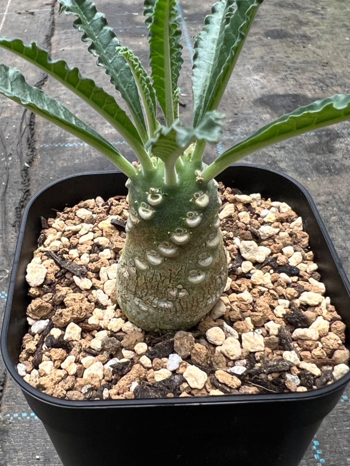 ドルステニア ラブラニー Dorstenia lavrani