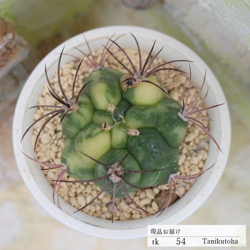 新天地錦 Lサイズ TKK54 サボテン 白鉢 多肉植物 現物の仔をお届け 珍品多肉植物 珍しい多肉植物 - メルカリ