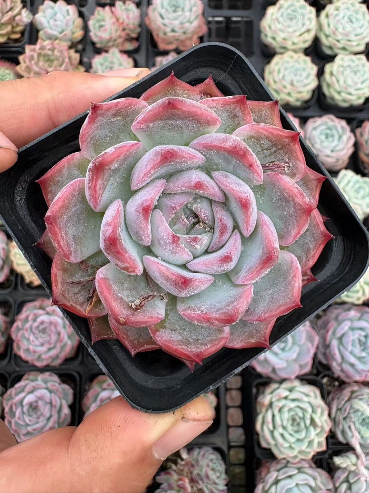 抜き苗 ピンククリスタル XJB464×50株 ふっくら 多肉植物