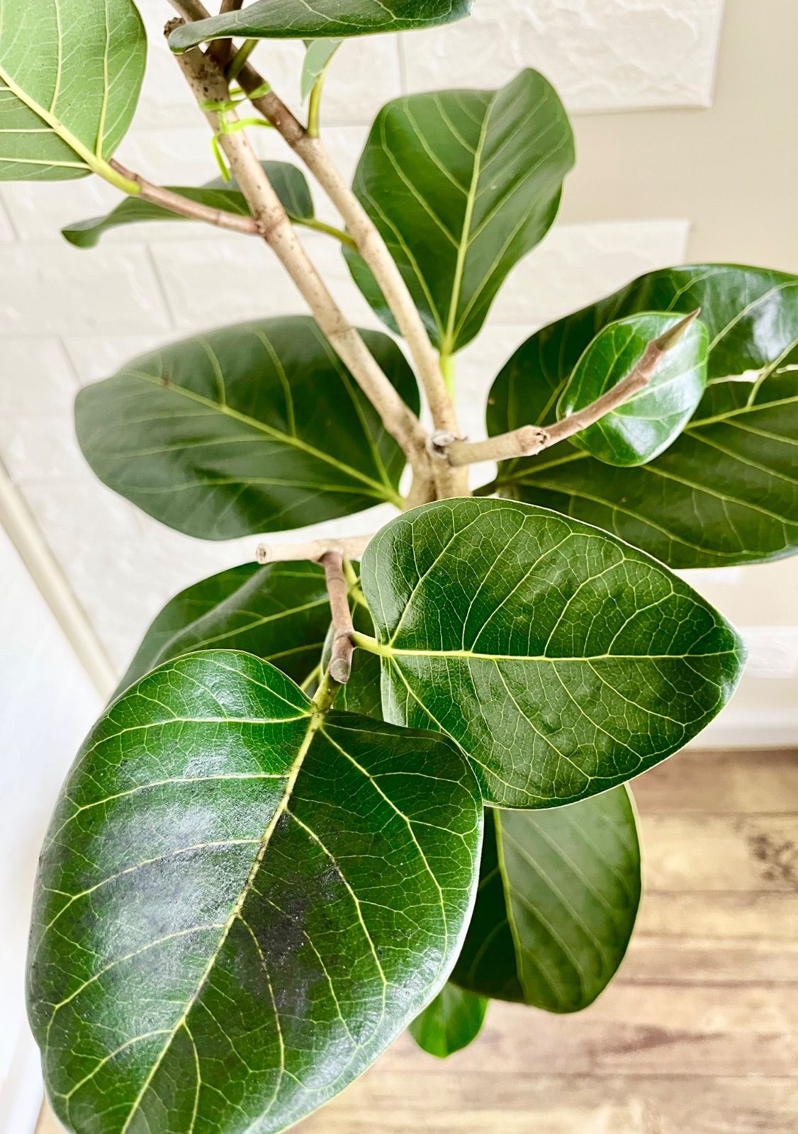 フィカスベンガレンシス⭐️希少種 - メルカリ