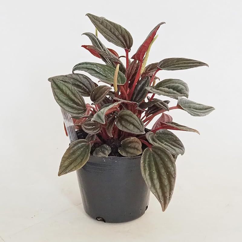 ＩＴＡＮＳＥ ペペロミア カペラータ 銀河 3号 8個セット 品種で選べる観葉植物 学名 Peperomia Ruiz et Pav.銀河 コショウ科ペペロミア属 非耐寒性常緑多年草●丸みを帯びたハート形の葉が特徴で 葉脈に沿って深いシワが入り さら