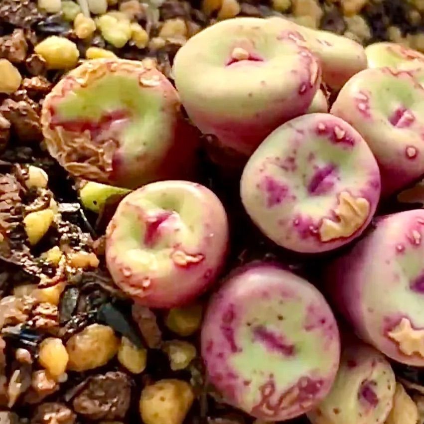 コノフィツム pageae 群生株 コノフィツム pageae ポットごと（群生株