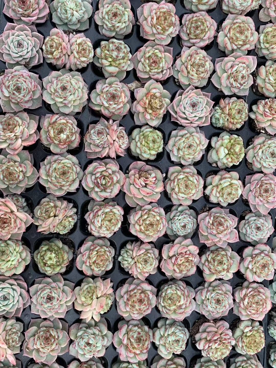 目玉商品♡ 多肉植物 韓国苗 100苗セット♡ おまとめ中♡目玉