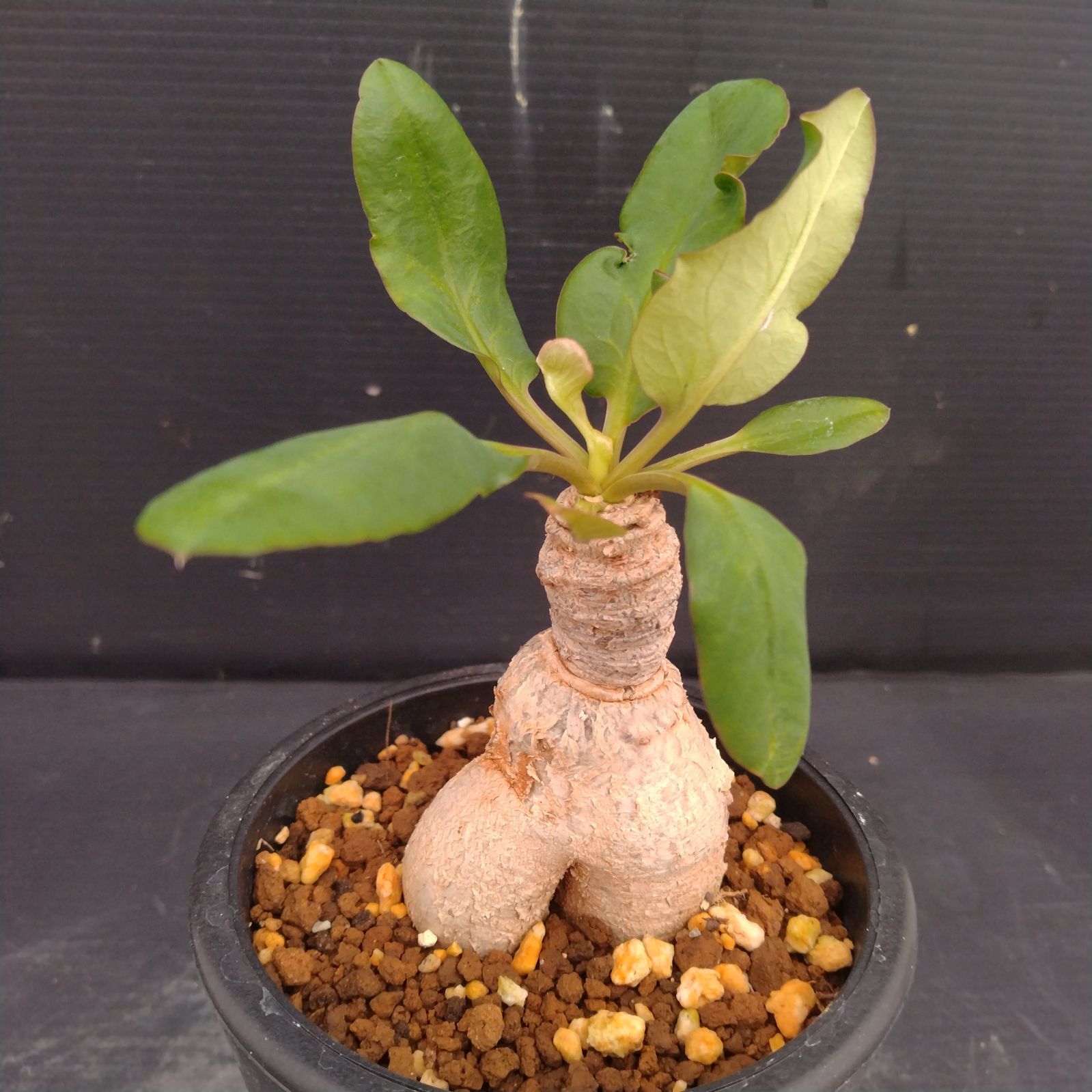 R224【自社養生株】ユーフォルビア モラティ（現地球・発根株・鉢植え