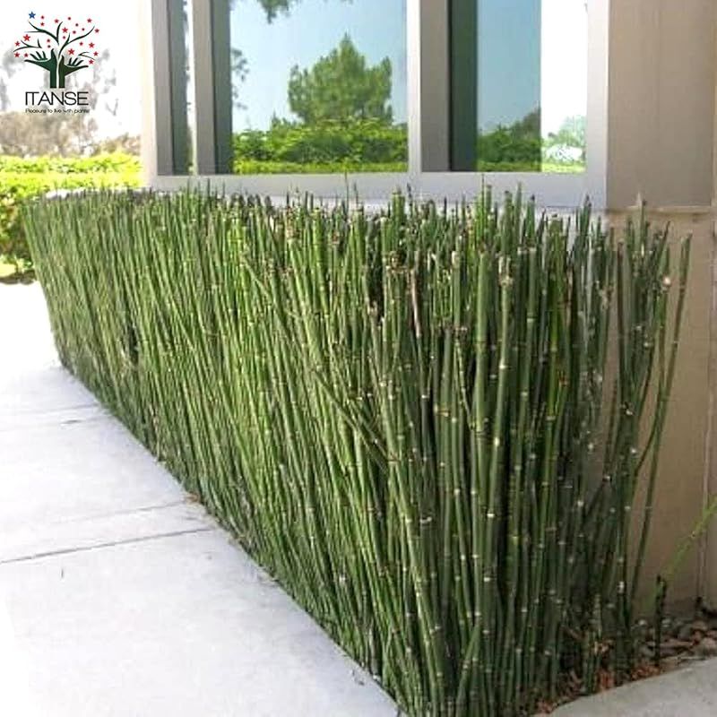 の方でも育てやすい