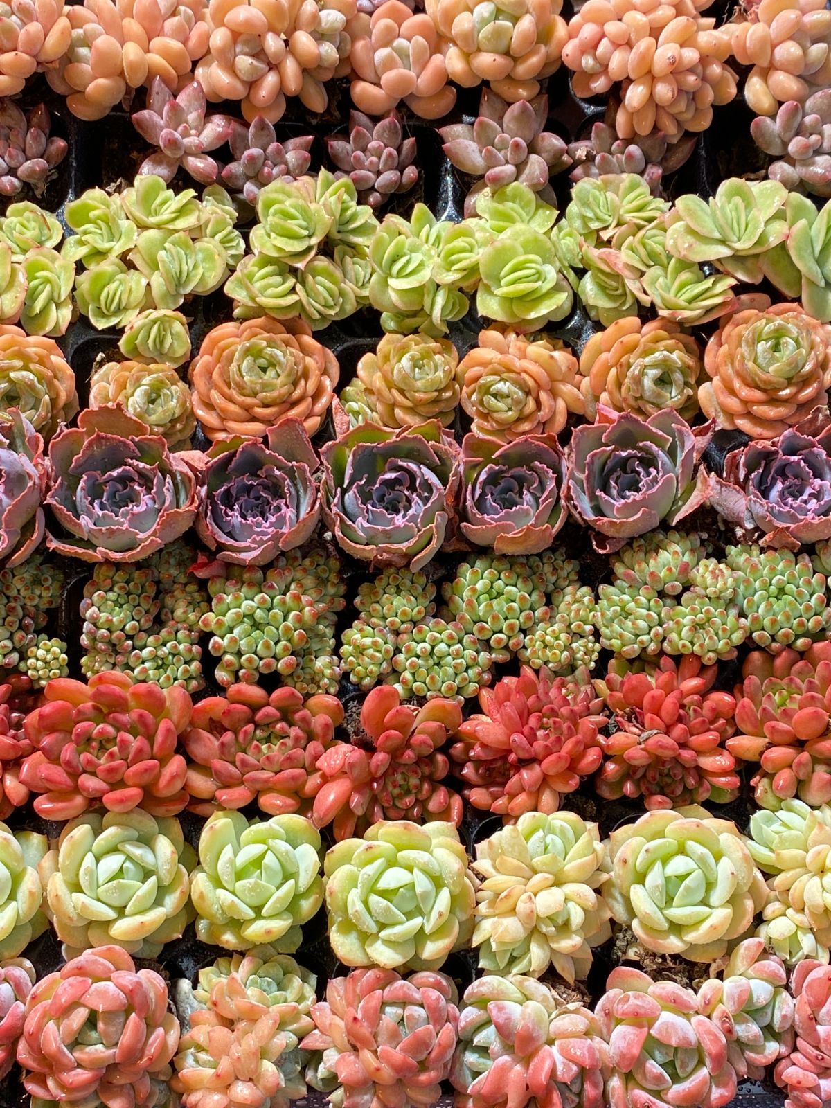 詰め合わせ 多肉植物