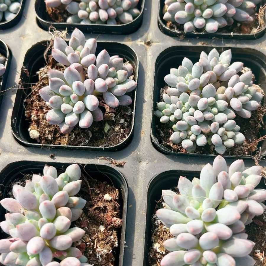 70株の抜き苗セット パルファム群生 多肉植物 佐川急便発送 エケベリア 韓国苗 LL2478