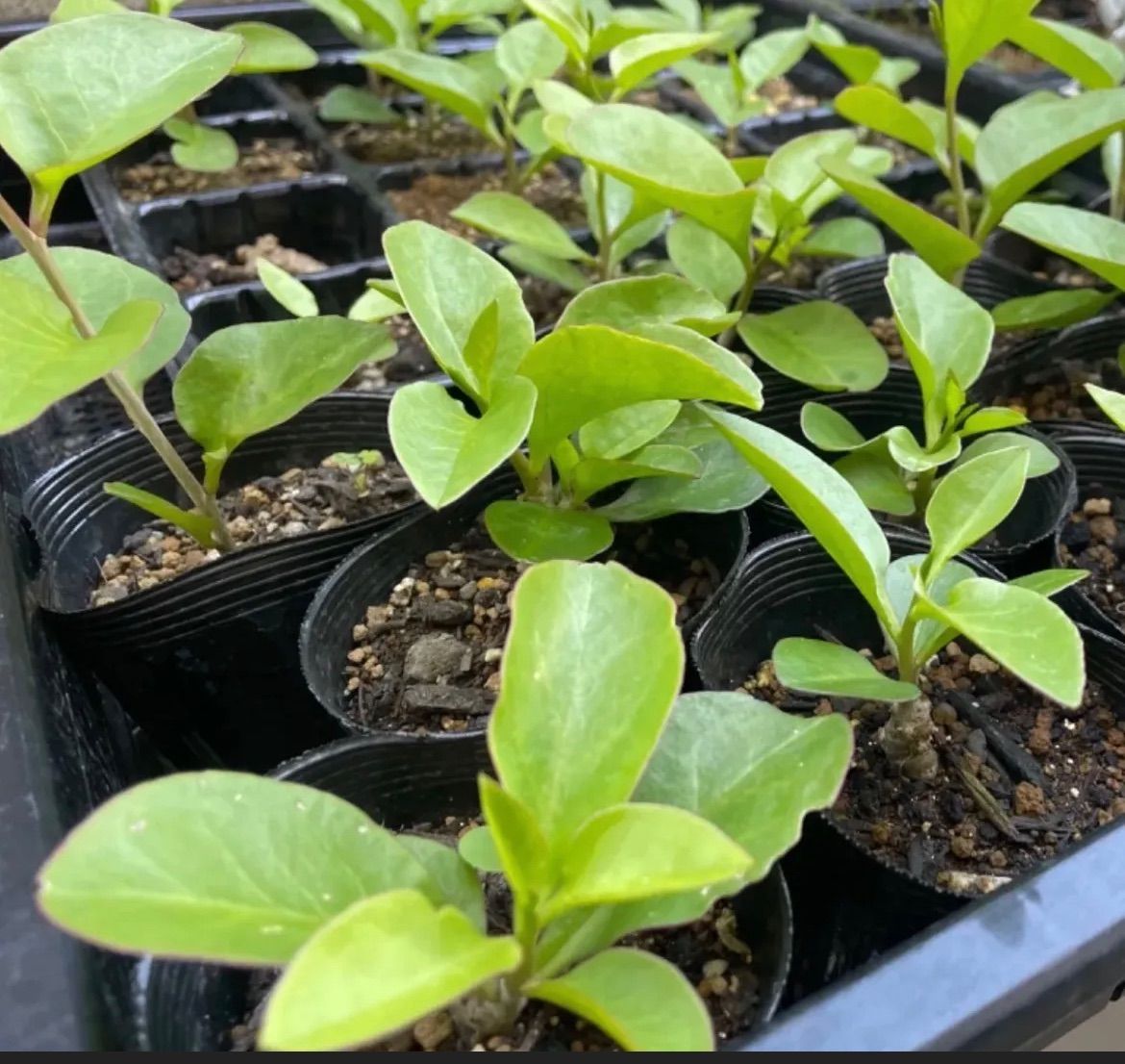 ③「 おかわかめ 」の 苗 3株【 野菜 苗 】 オカワカメ 雲南百薬