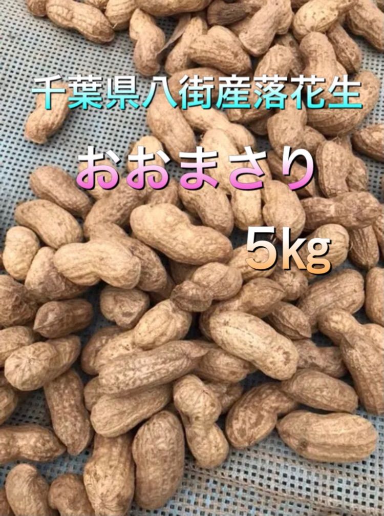 農家直送】千葉県八街産 落花生 おおまさり 5㎏ - 落花生農家〜えの