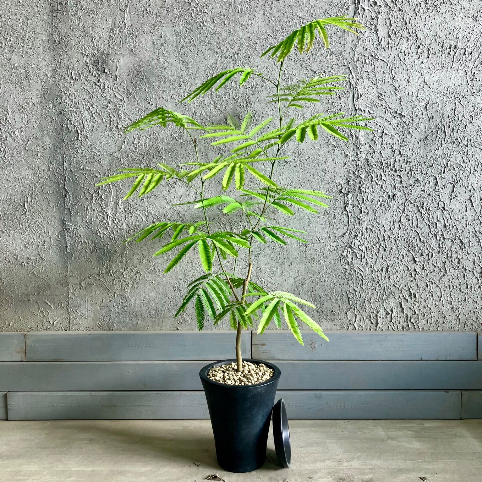 美形 エバーフレッシュ 7号 テラコッタ鉢植え アンティーク風