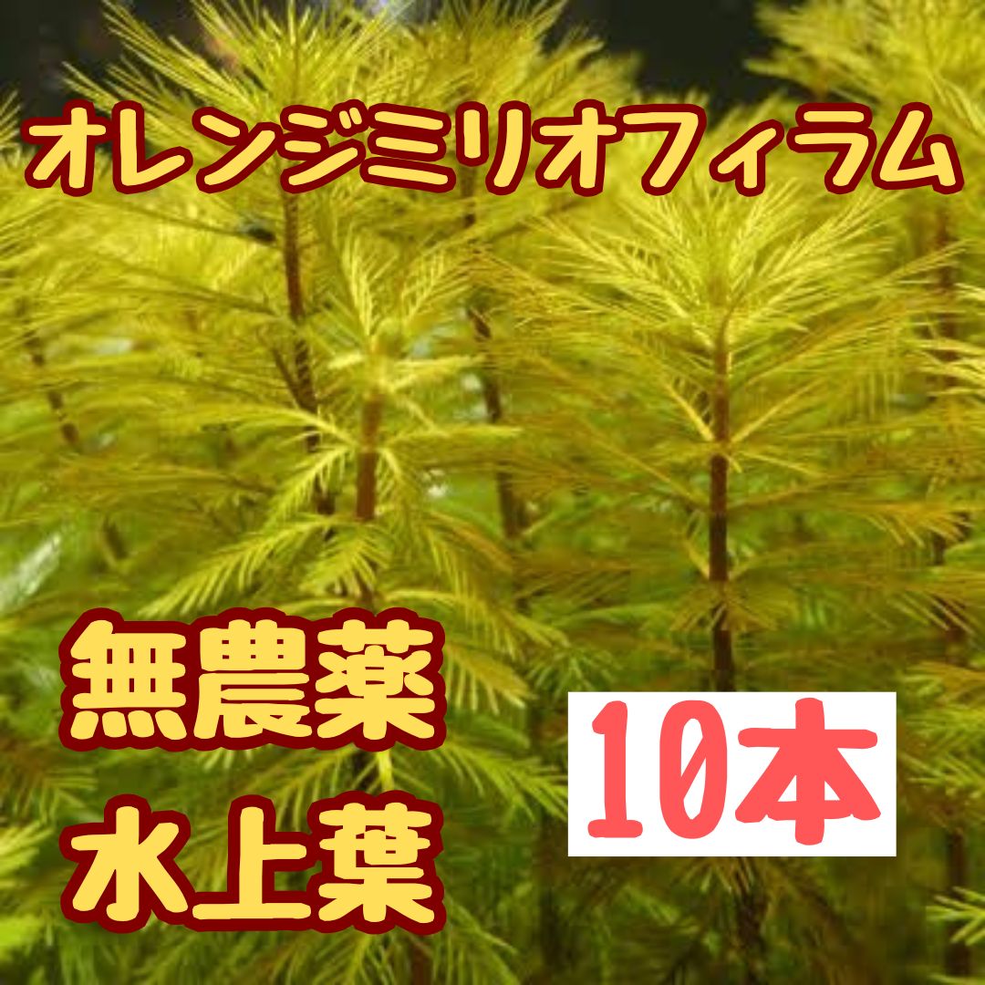 ①水草 オレンジミリオフィラム水上葉10本 ボトルアクア