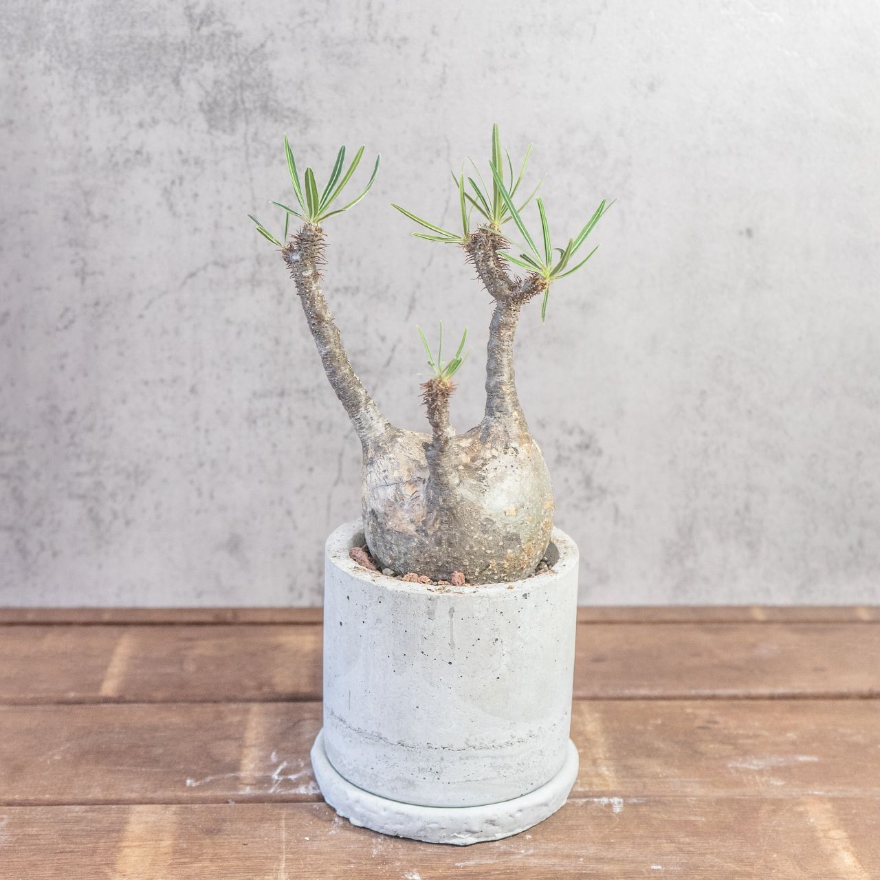 パキポディウム グラキリス 大株発根済 枝折れなし SRL鉢