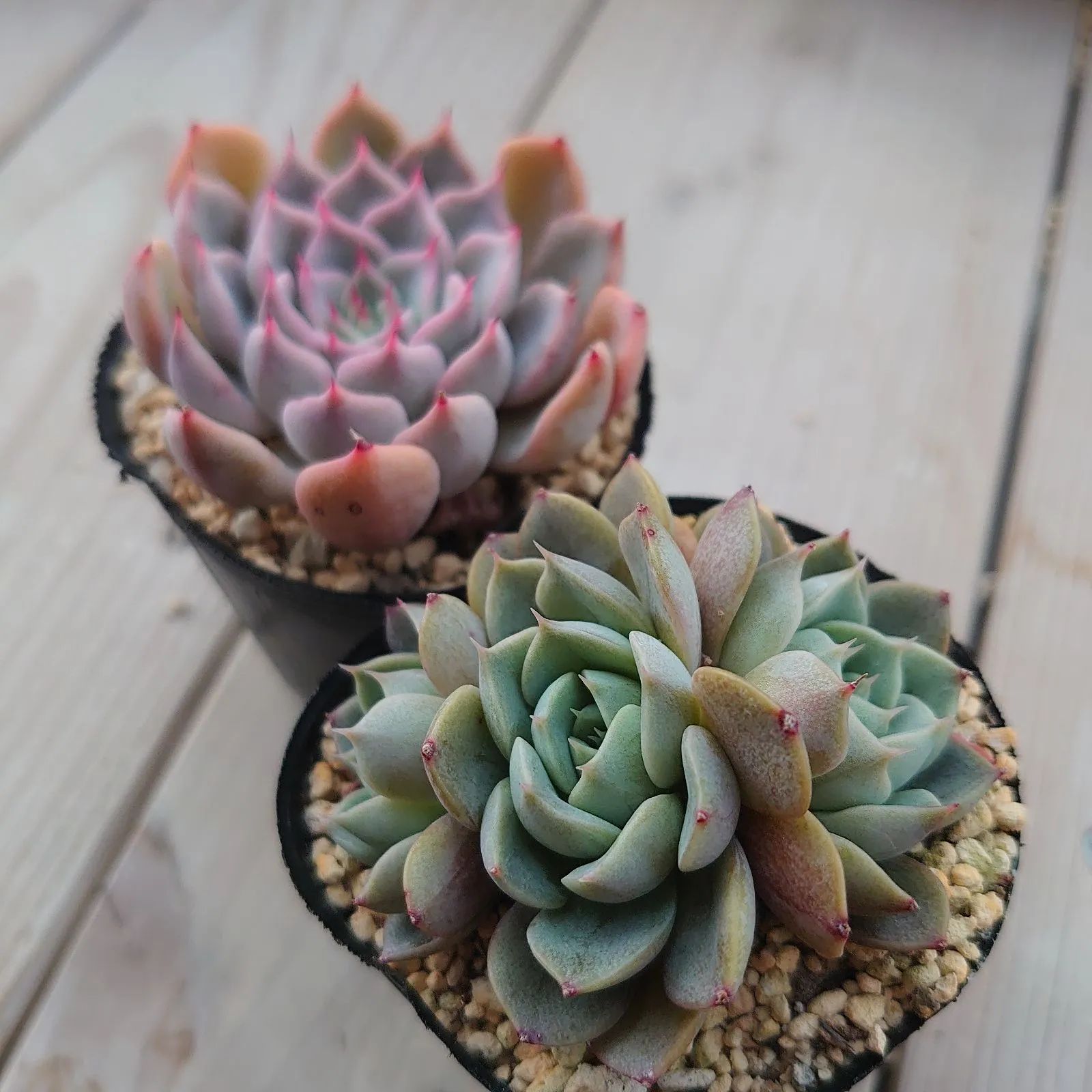 メクセンシスザラゴーサ②