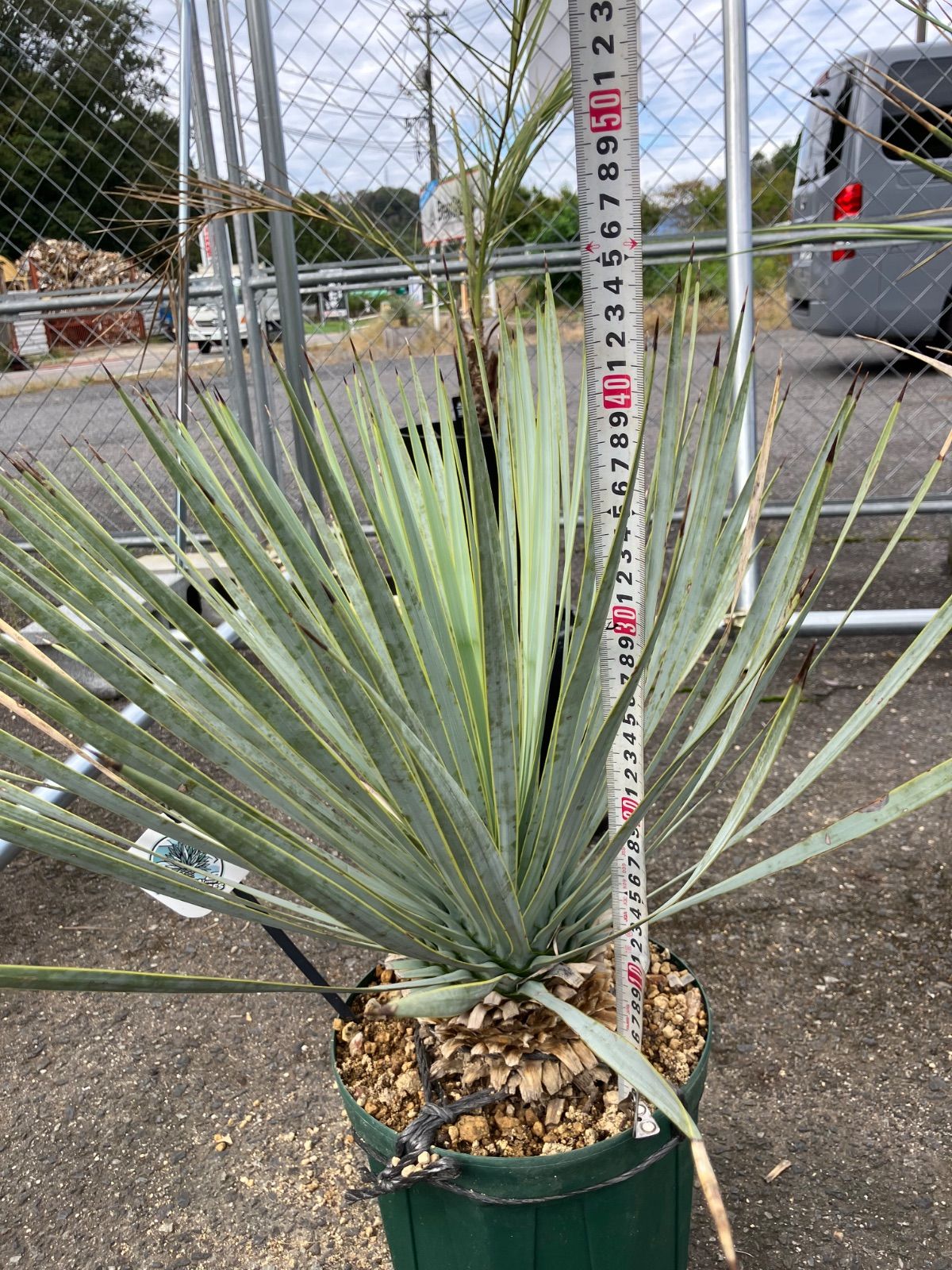 ユッカ マルデヌベスロストラータ 発根済み