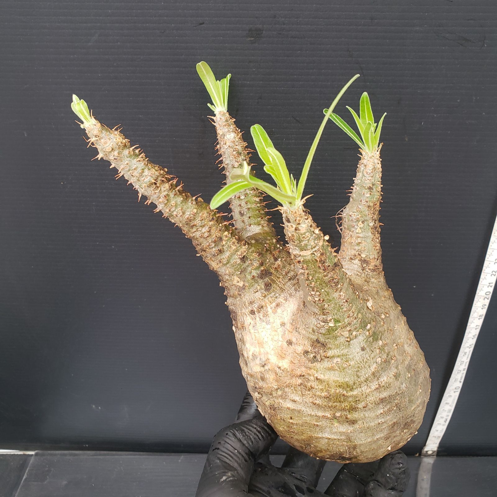 6799 「塊根植物」パキポディウム グラキリスS 抜き苗【2/14最新到着