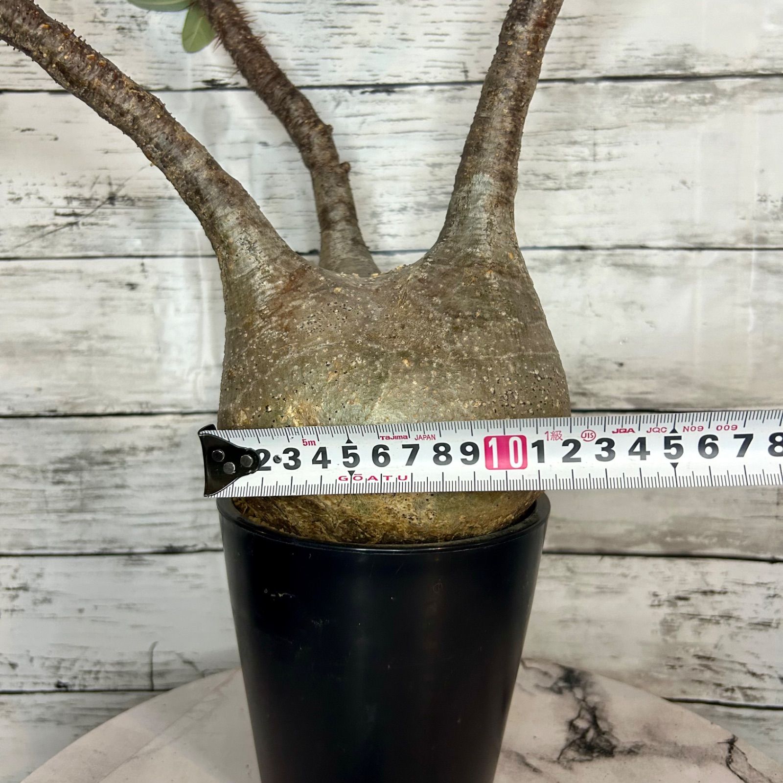 パキポディウム グラキリス 現地球 ベアルート (発根済み) 塊根植物