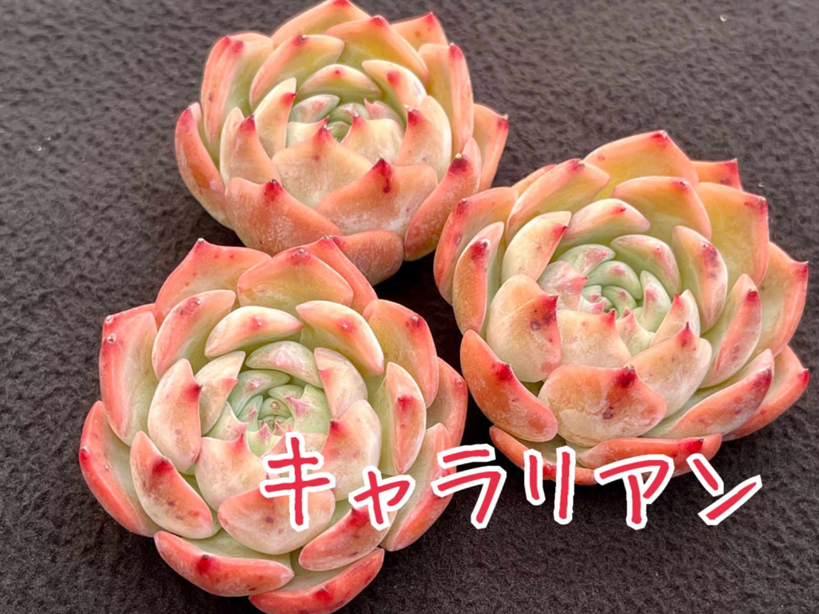 ☆多肉植物 キャラリアン エケベリア 韓国苗☆ - メルカリ 