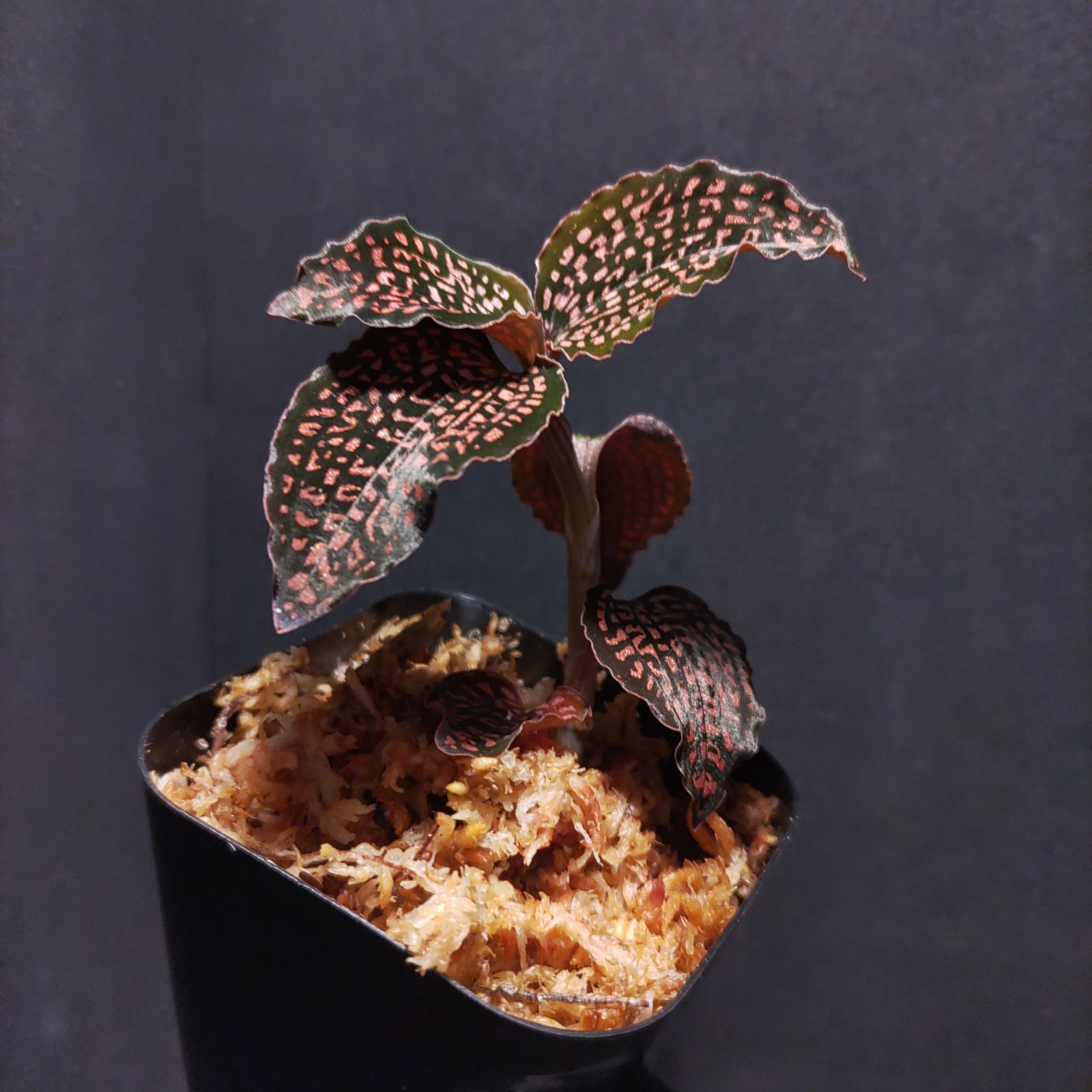 非売級！極上大株 ミクロキルス トリダックス （赤スポット） ジュエル