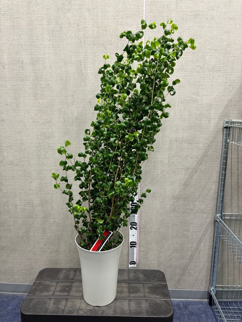 ビカクシダ ベイチー AR 子株 25 ビカクシveitchii ar high finger oc