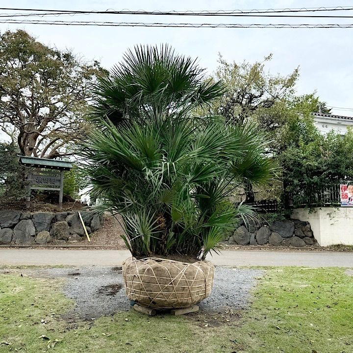 良樹形】 チャメロプス チャメロップス - メルカリ