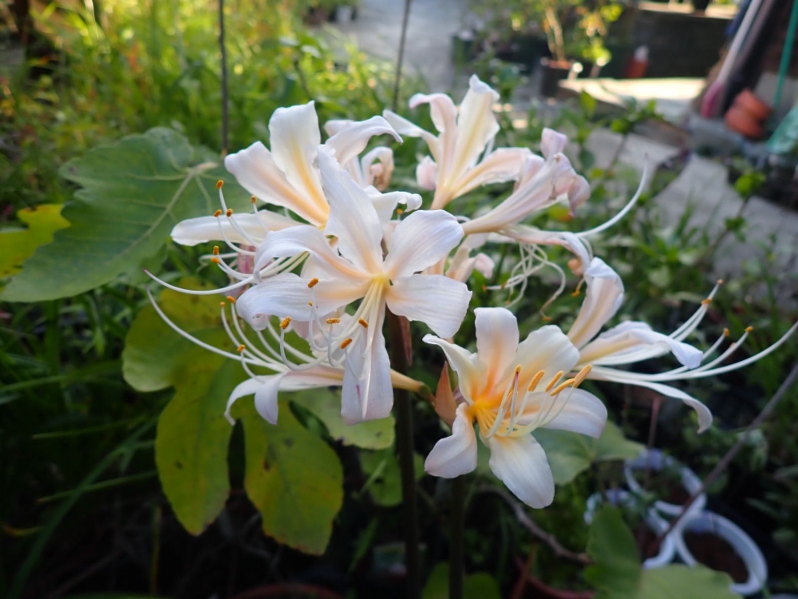 リコリス超希少品種「酔舞龍」（すいぶりゅう）1球 リコリス超稀少品種「酔舞龍」1球