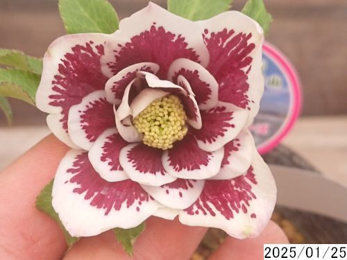 花1ガク0蕾2 開花株3.5号 小野寺園芸生産 あま 八重ダブル