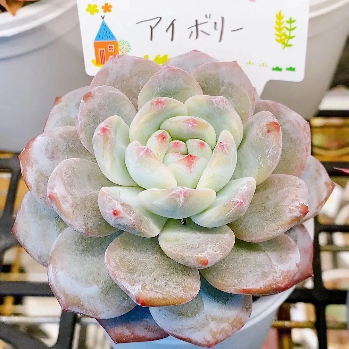 白鯨 多肉植物 エケベリア - 植物/観葉植物