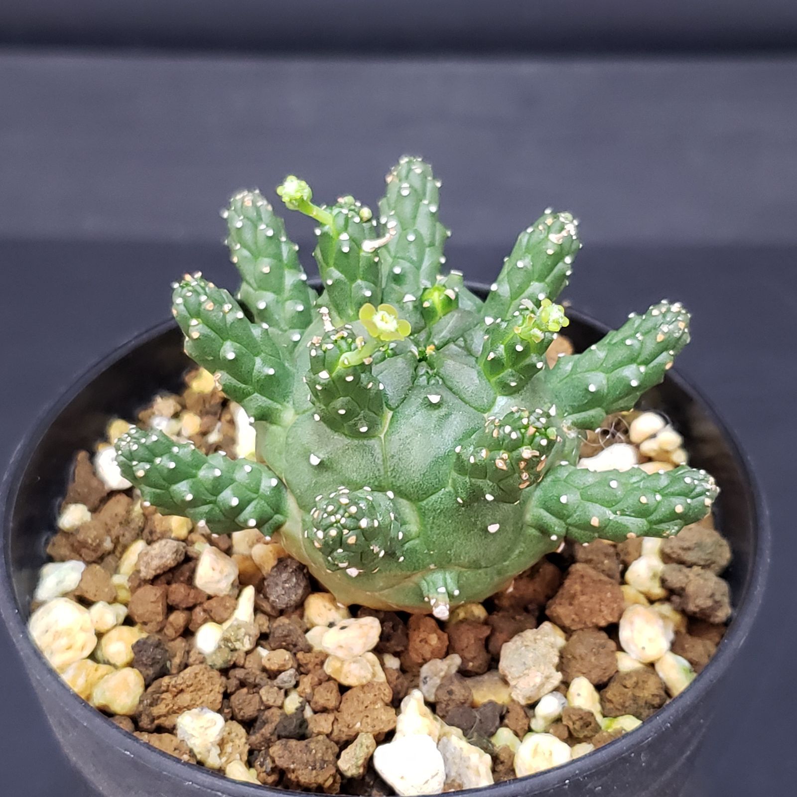 塊根植物: ユーフォルビア・セプルタ(現地球、発根済み) 塊根植物: ユーフォルビア・セプルタ(現地球、発根済み